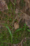 Crested yellow orchid